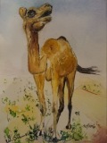 Postkarte Kamel