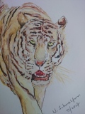 Postkarte_Tiger