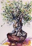 Postkarte_bonsai_de_olivo