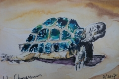 Postkarte Schildkröte